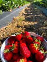 Strawberries
