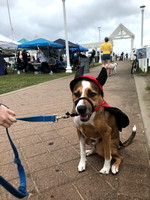 Mutt Masquerade