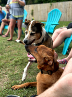 Pups and Pints